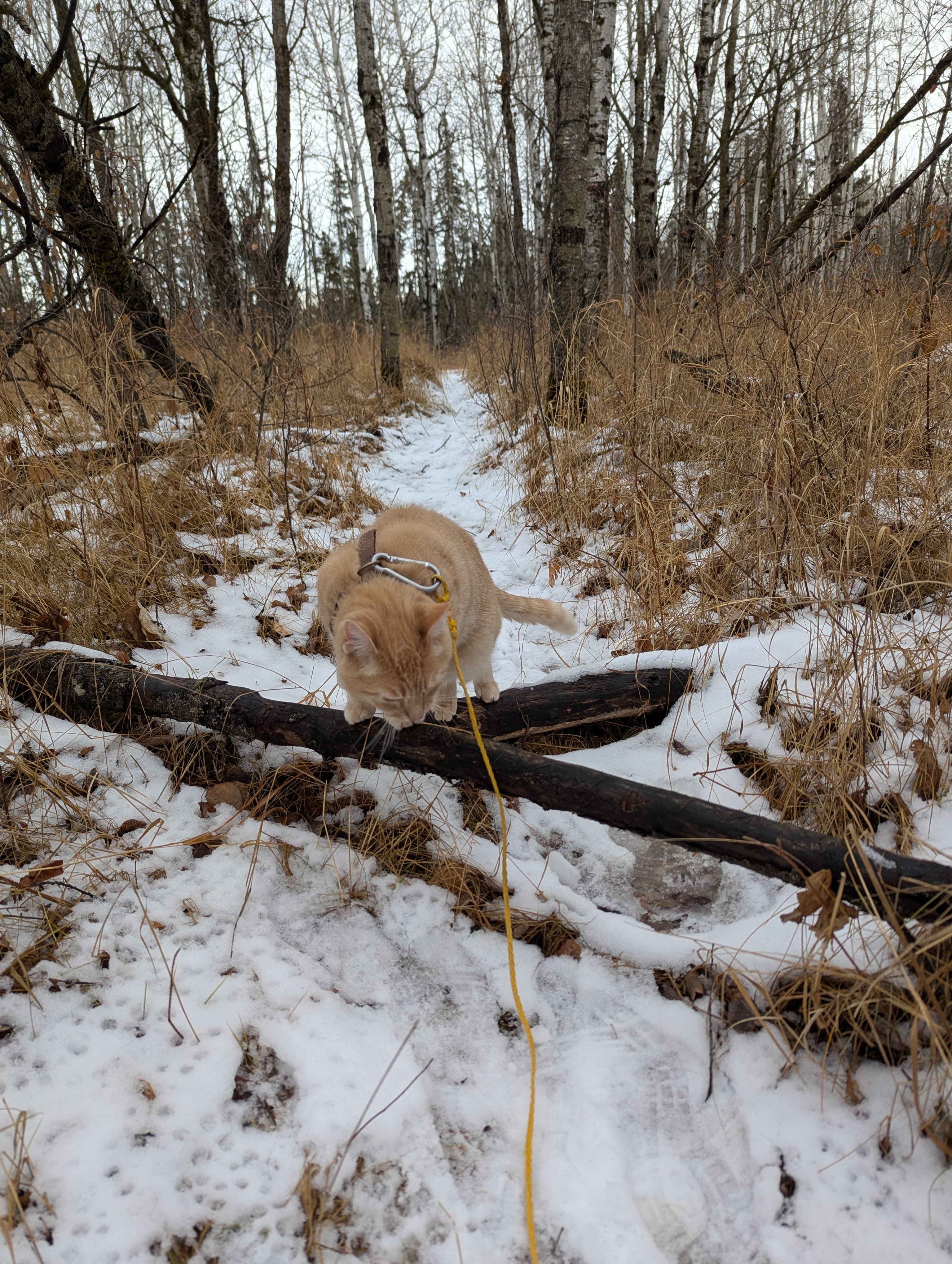 Running with TRAKK